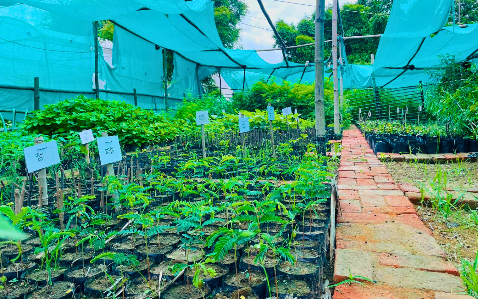 Nursery at Nehar Sahibi