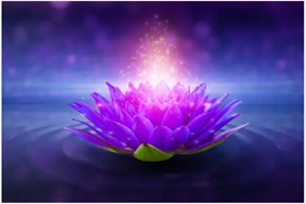 Lotus Flower Photo