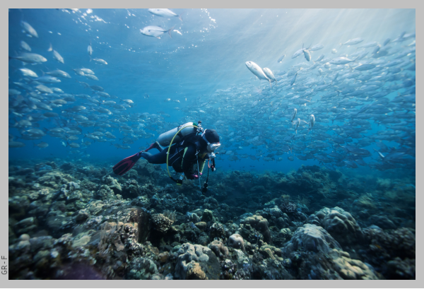 Scuba diver exploring the sea bottom, with fish all around
