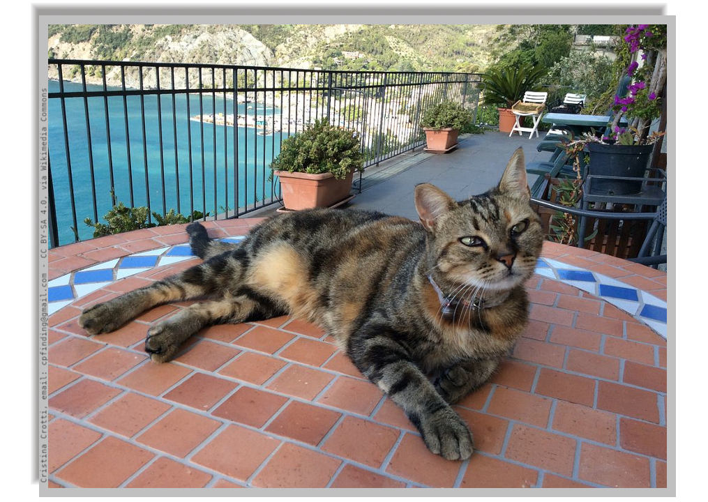 the cat who lives in the convent of Capuchin friars, lying on a table of a terrace, with beach in the background