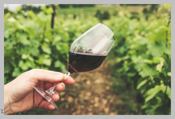 A glass of good red italian wine hold by a hand. In the background some vine plants