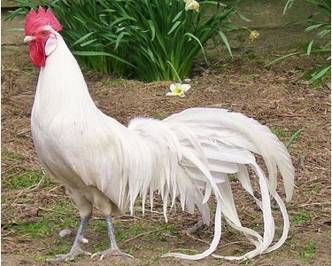 A longtail chicken