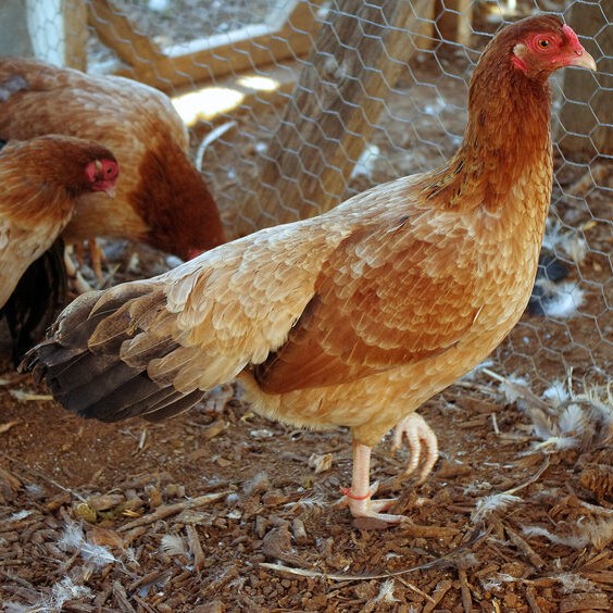 https://www.cacklehatchery.com/the-right-height-for-chicken-nests/