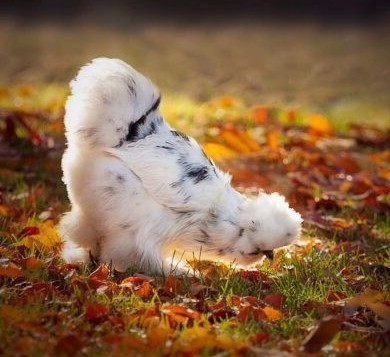 https://www.cacklehatchery.com/wp-content/uploads/2015/01/Buff-Laced-Polish-Chicks-Cackle-1-416x416.jpg