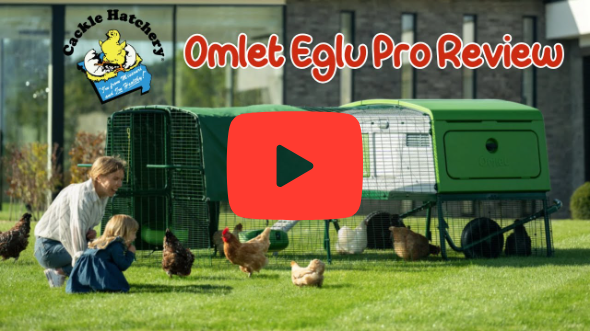 Omlet Eglu Pro Review
