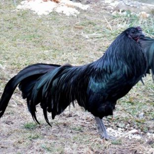 https://www.cacklehatchery.com/starve-out-in-turkey-poults/