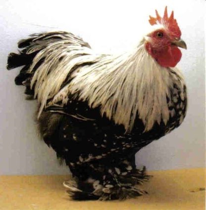 https://www.cacklehatchery.com/starve-out-in-turkey-poults/