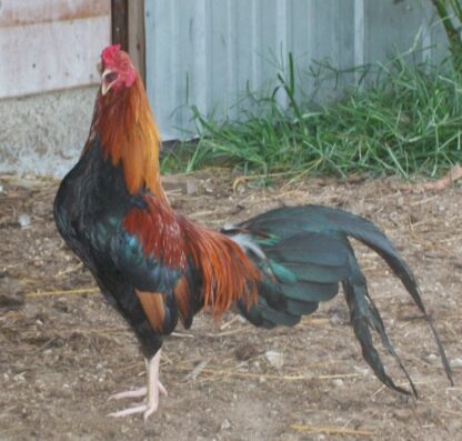 https://www.cacklehatchery.com/the-right-height-for-chicken-nests/