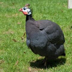 https://www.cacklehatchery.com/the-right-height-for-chicken-nests/