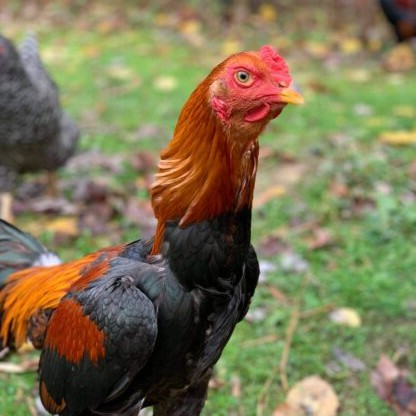 https://www.cacklehatchery.com/starve-out-in-turkey-poults/