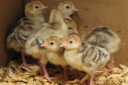 https://www.cacklehatchery.com/starve-out-in-turkey-poults/