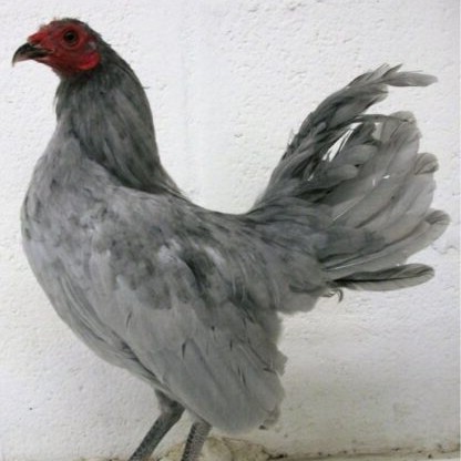 https://www.cacklehatchery.com/17-common-questions-about-chickens-and-eggs/