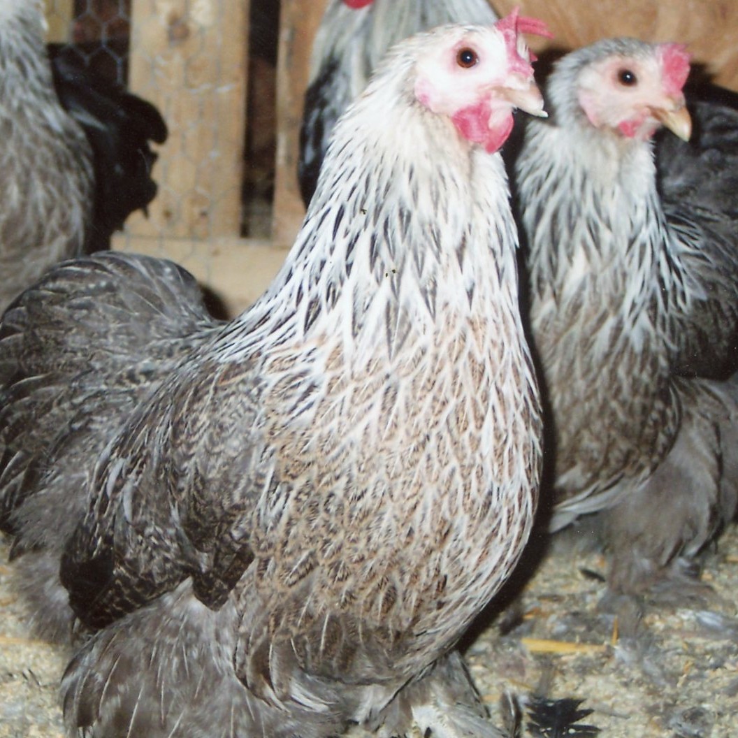 https://www.cacklehatchery.com/starve-out-in-turkey-poults/
