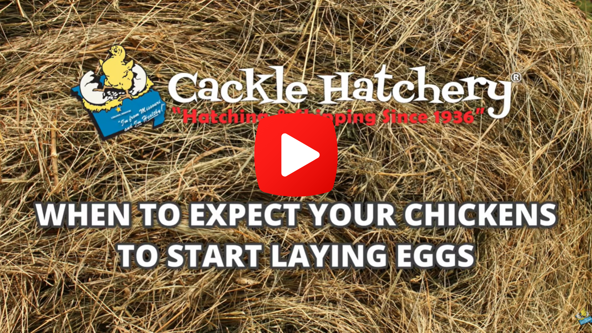 When to Expect Your Chickens to Start Laying Eggs