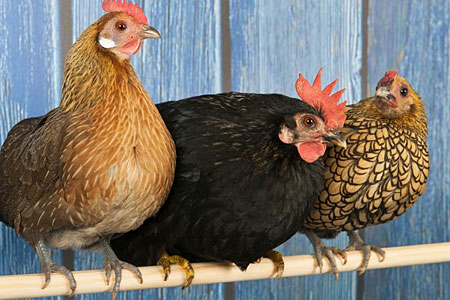 https://www.cacklehatchery.com/17-common-questions-about-chickens-and-eggs/