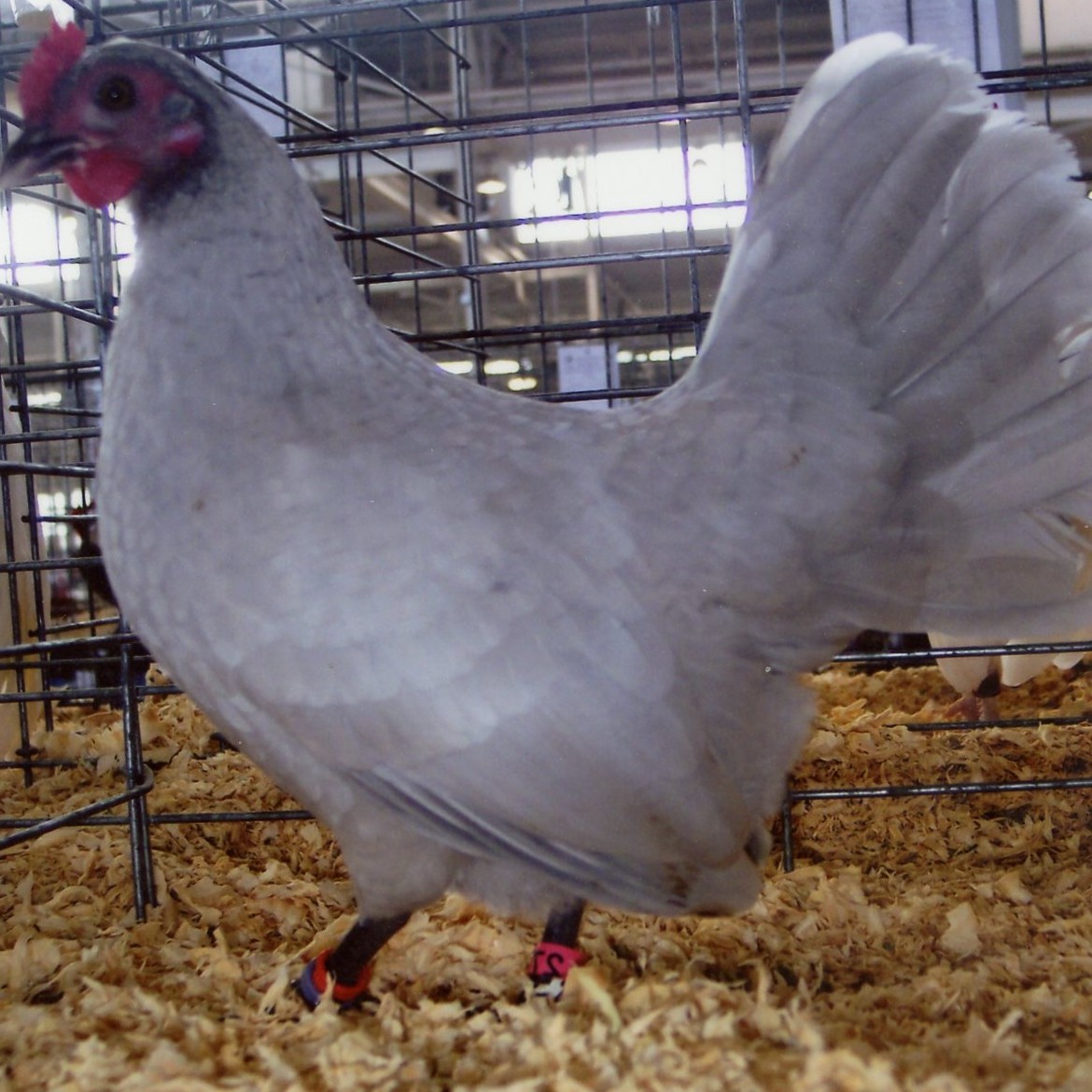 https://www.cacklehatchery.com/17-common-questions-about-chickens-and-eggs/