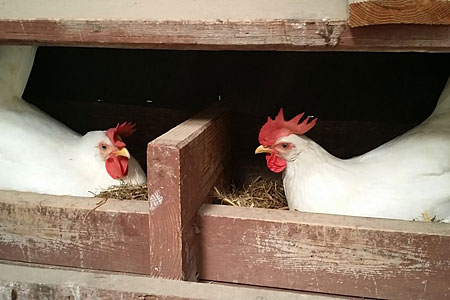 https://www.cacklehatchery.com/the-right-height-for-chicken-nests/