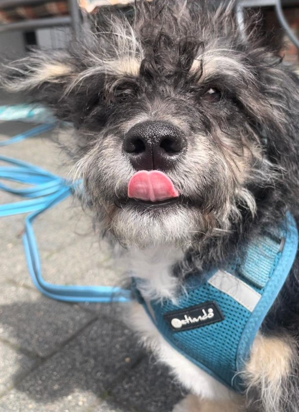 anifit Kundenhund