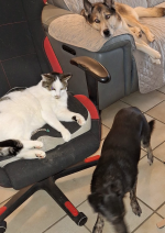 Kundenbild Hund und Katze