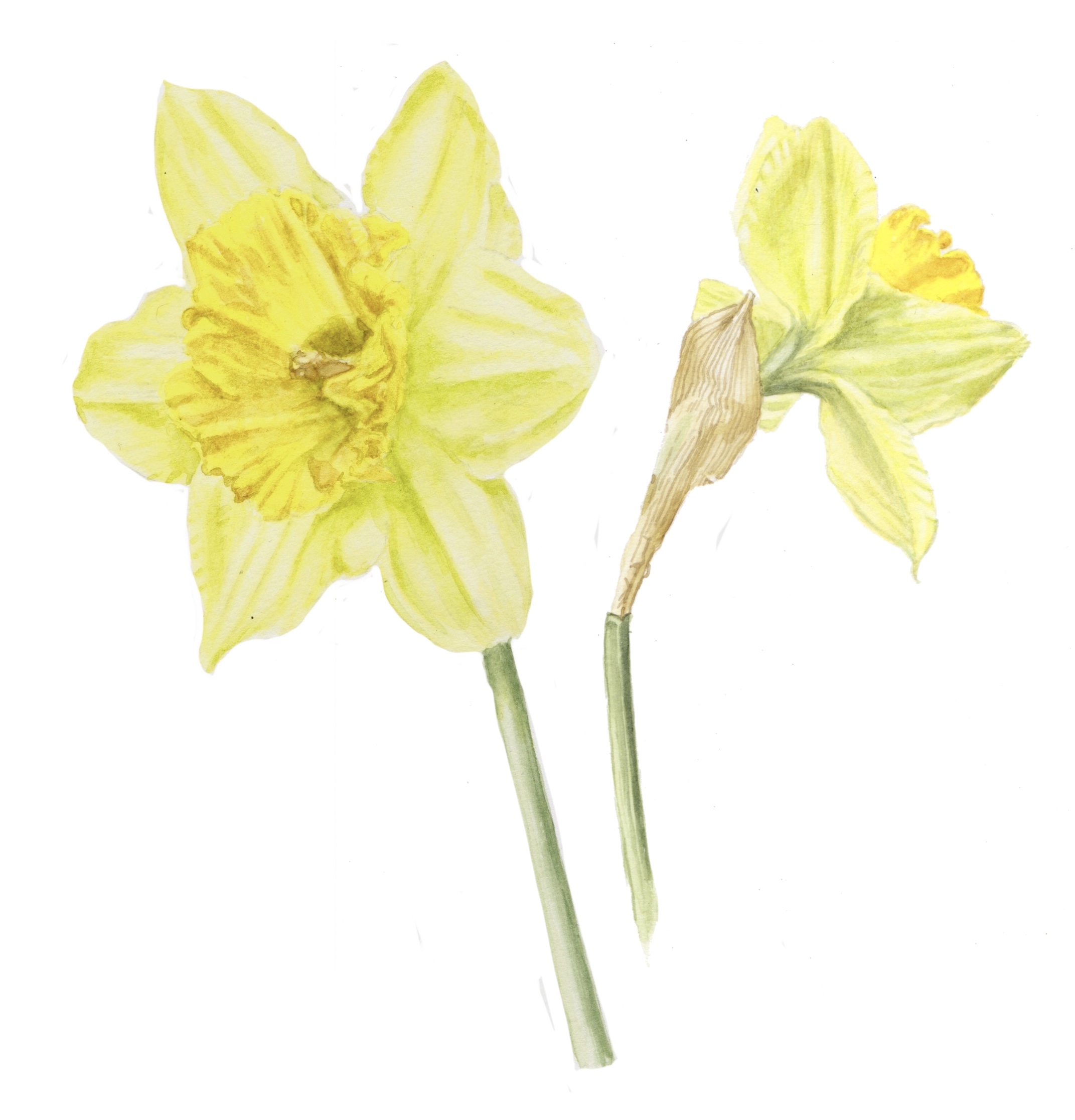 Daffodils watercolor