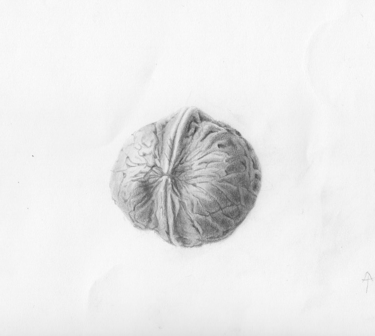 A graphite drawing of a walnut