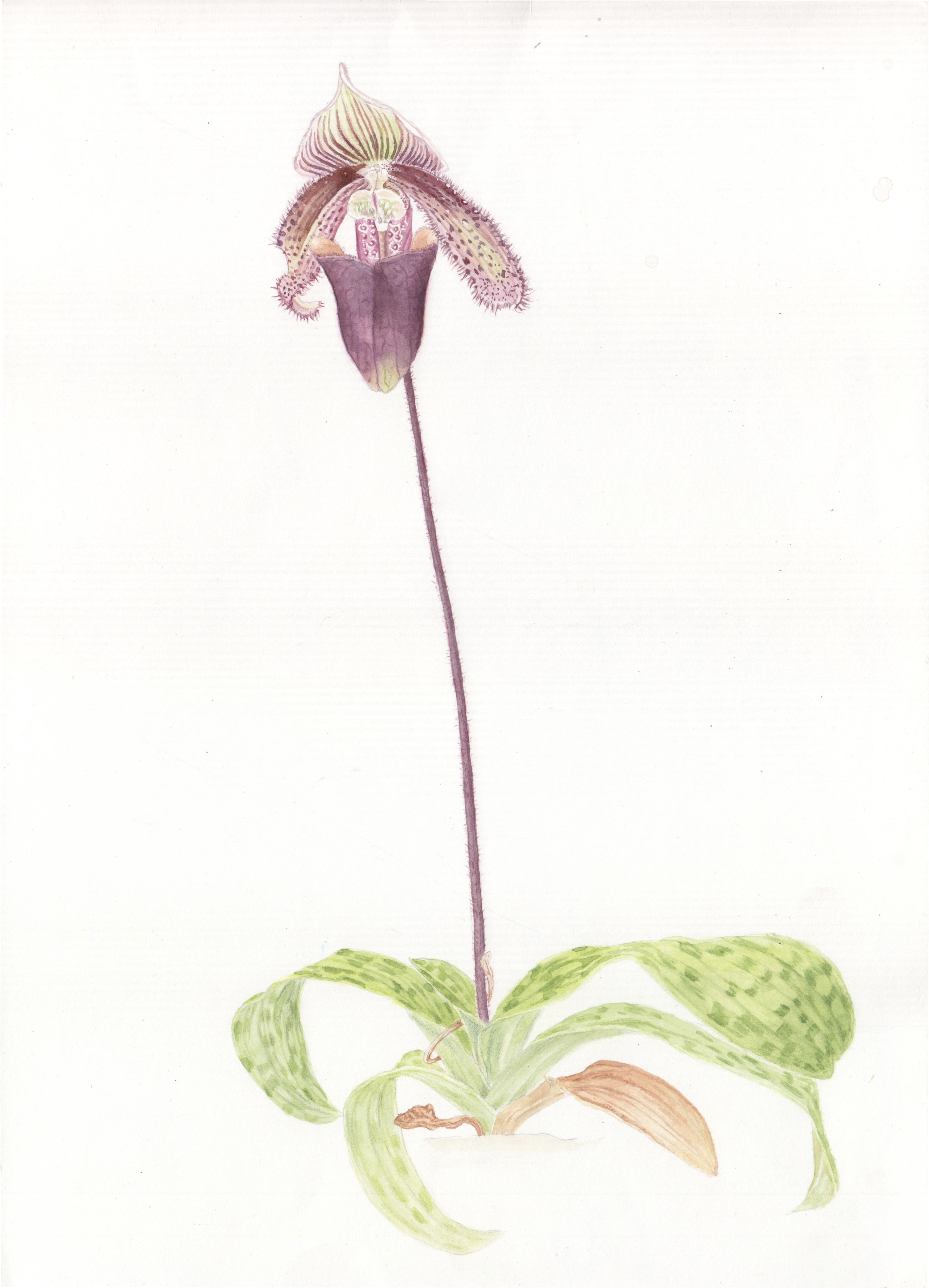 Slipper orchid watercolour