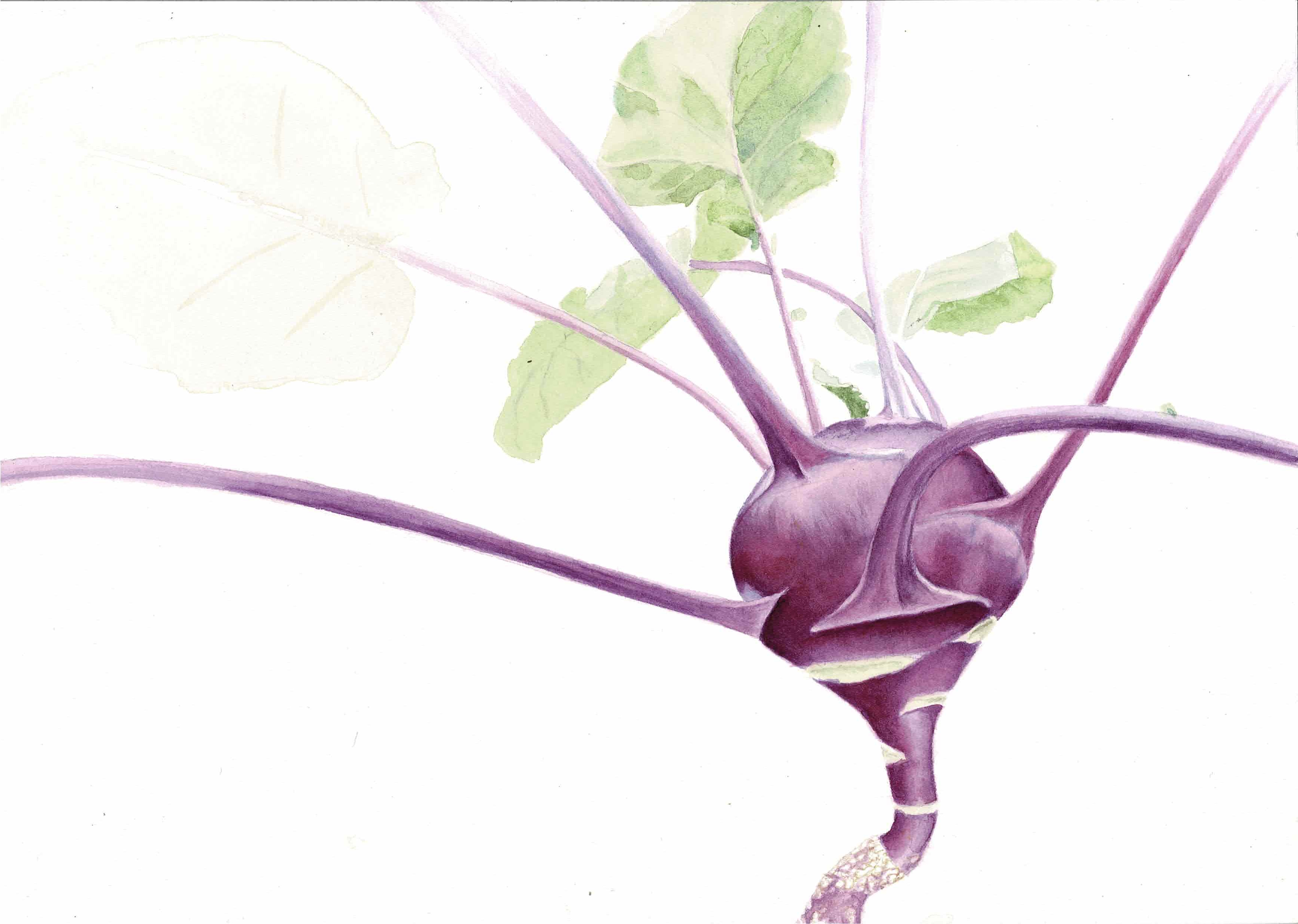 Watercolor of a kohlrabi