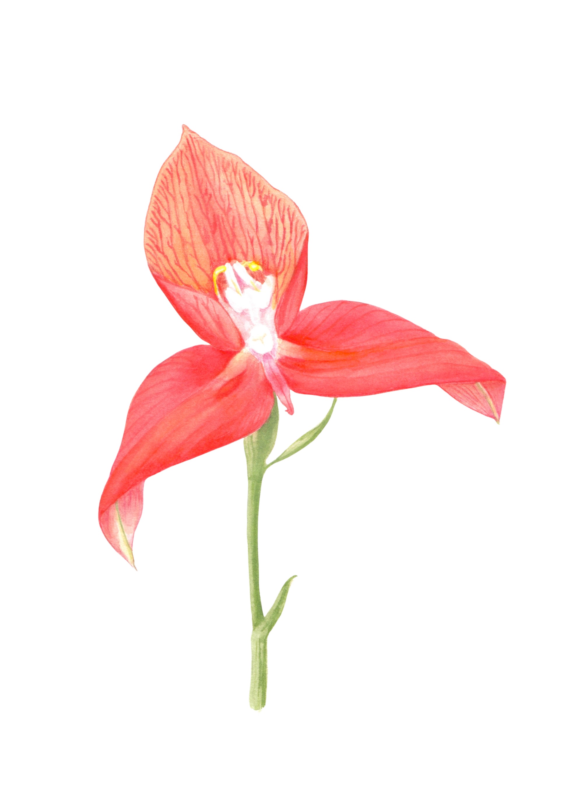 Disa uniflora watercolour