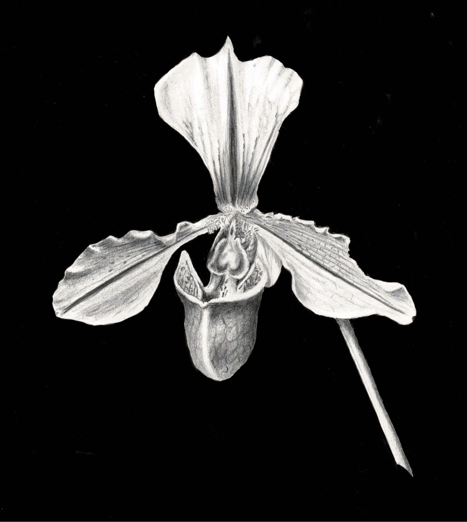 A watercolor painting of a slipper orchid