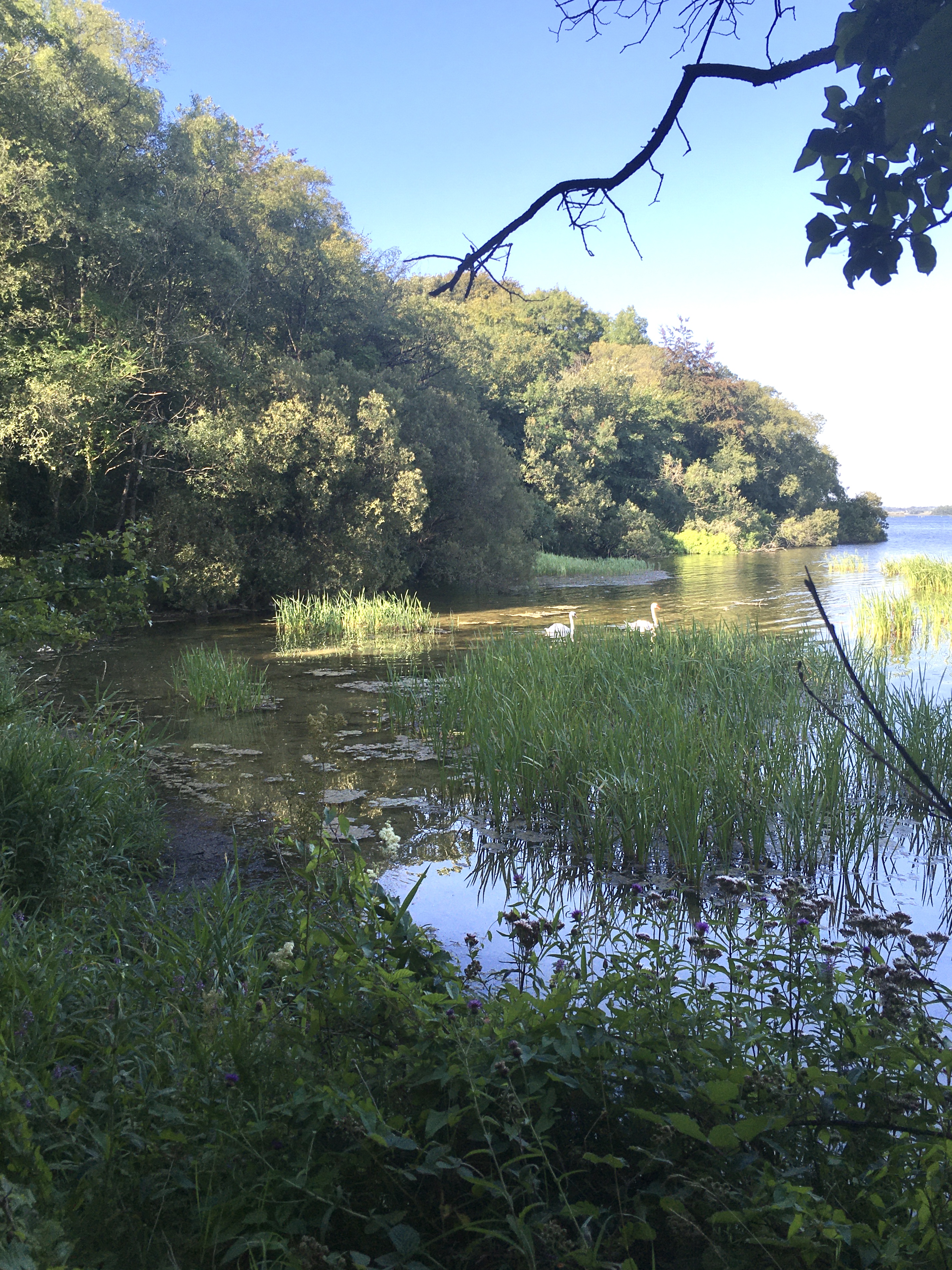 Sunny scene of the shore of Lough Ennel in Ireland