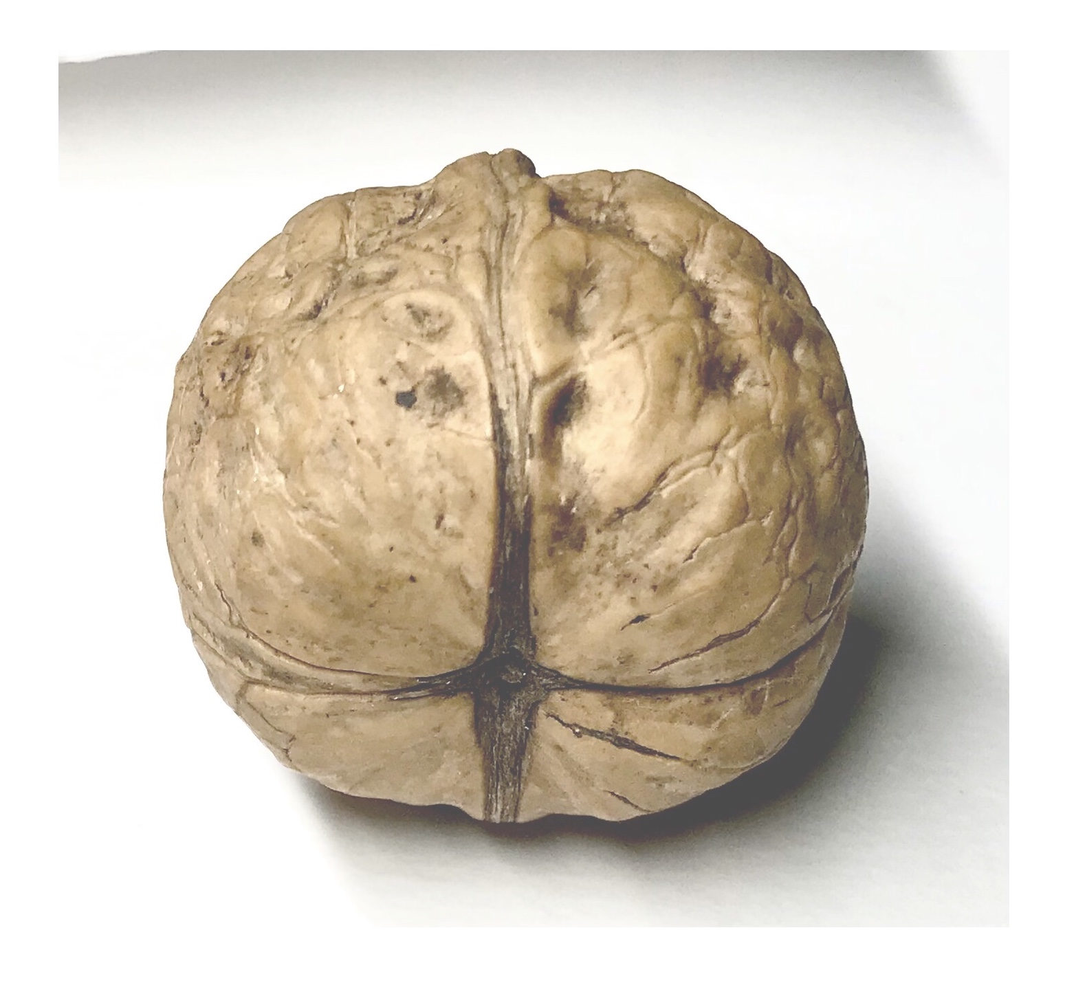 photo of a walnut