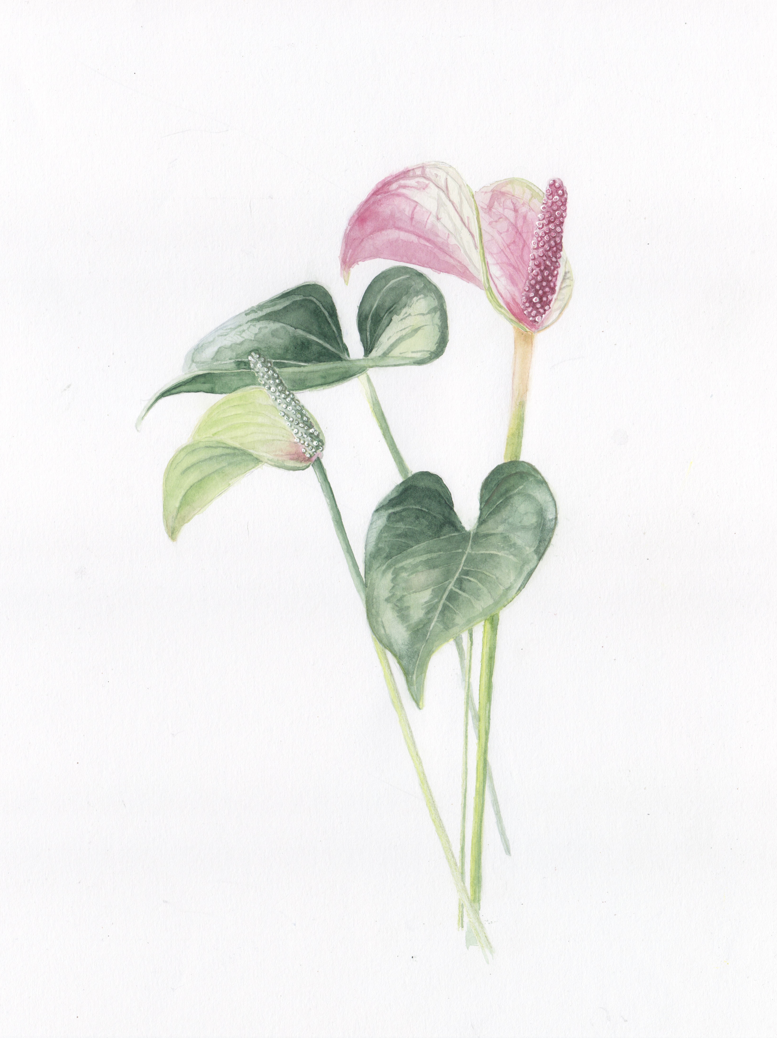 Anthurium watercolor
