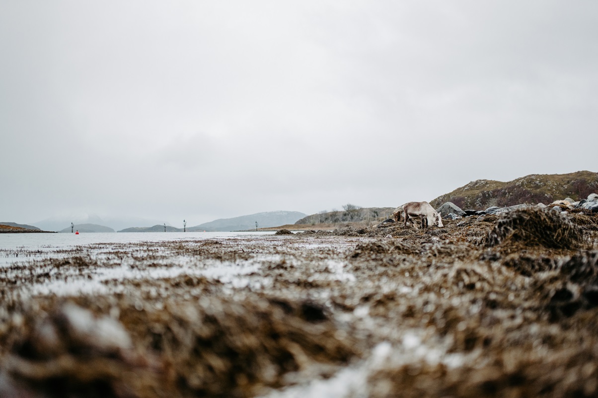 Rentier am Hausstrand