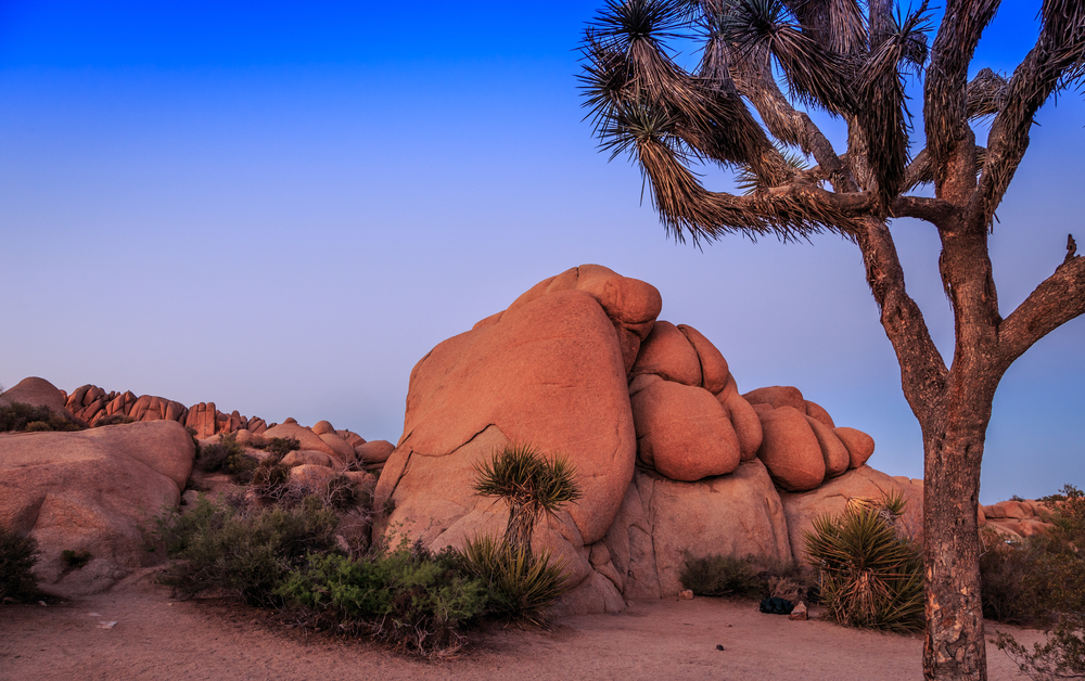 <img src="joshuatree.jpg" alt="Granite boulders and iconic Joshua Trees in Southern California’s premier climbing area for slab and crack climbing.">
