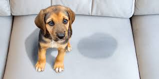 Pet urine treatment on couch