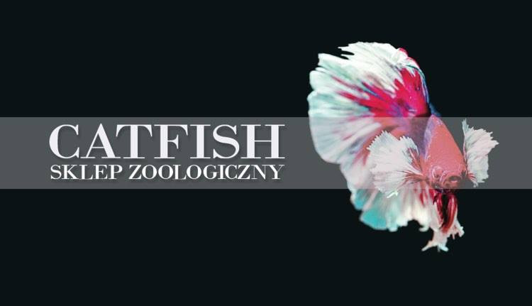 Odwiedź stronę main