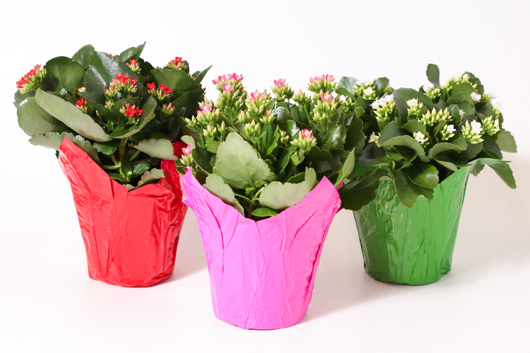 6" Kalanchoe Christmas Mix- PC