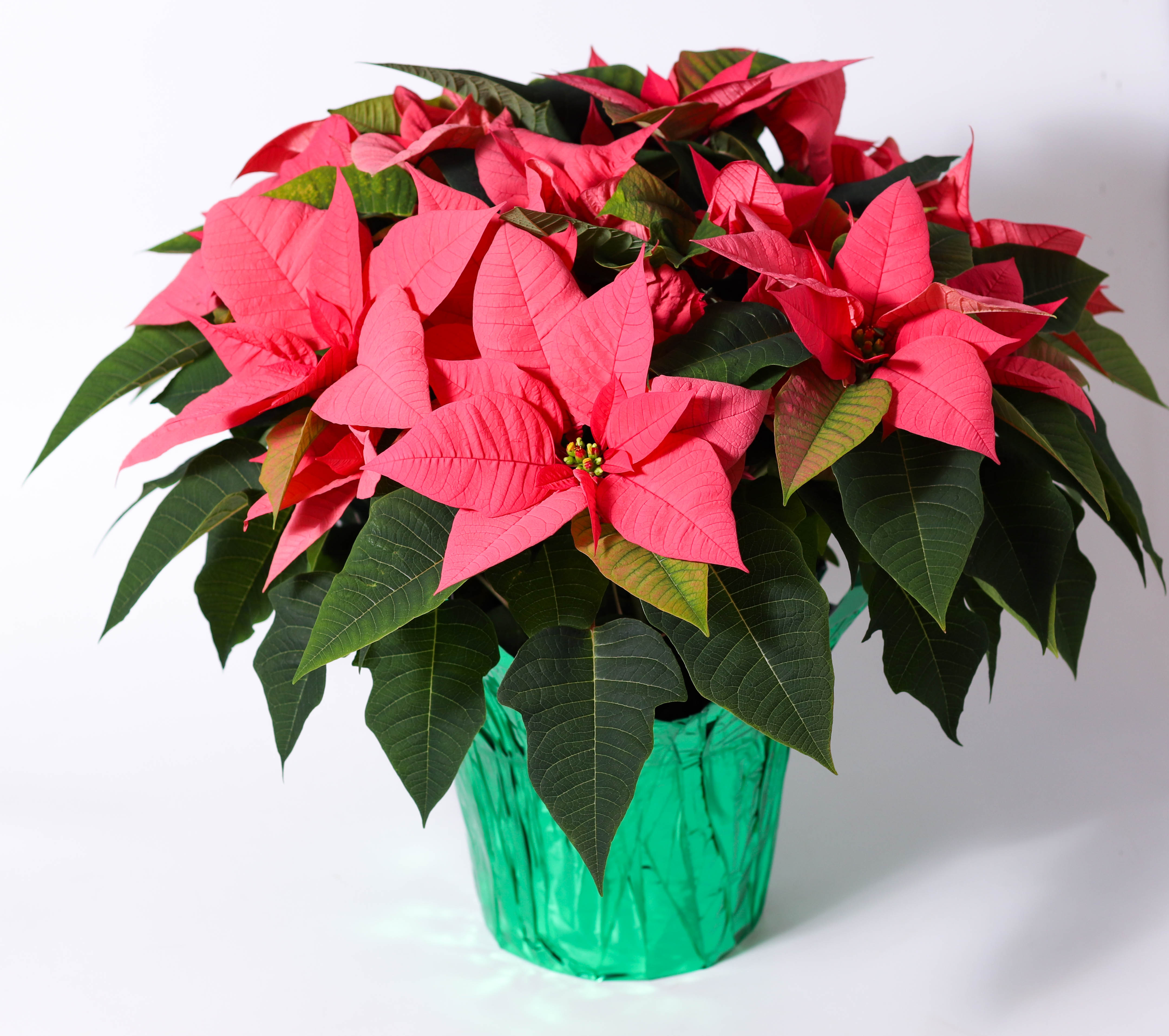 8" Pink Poinsettia