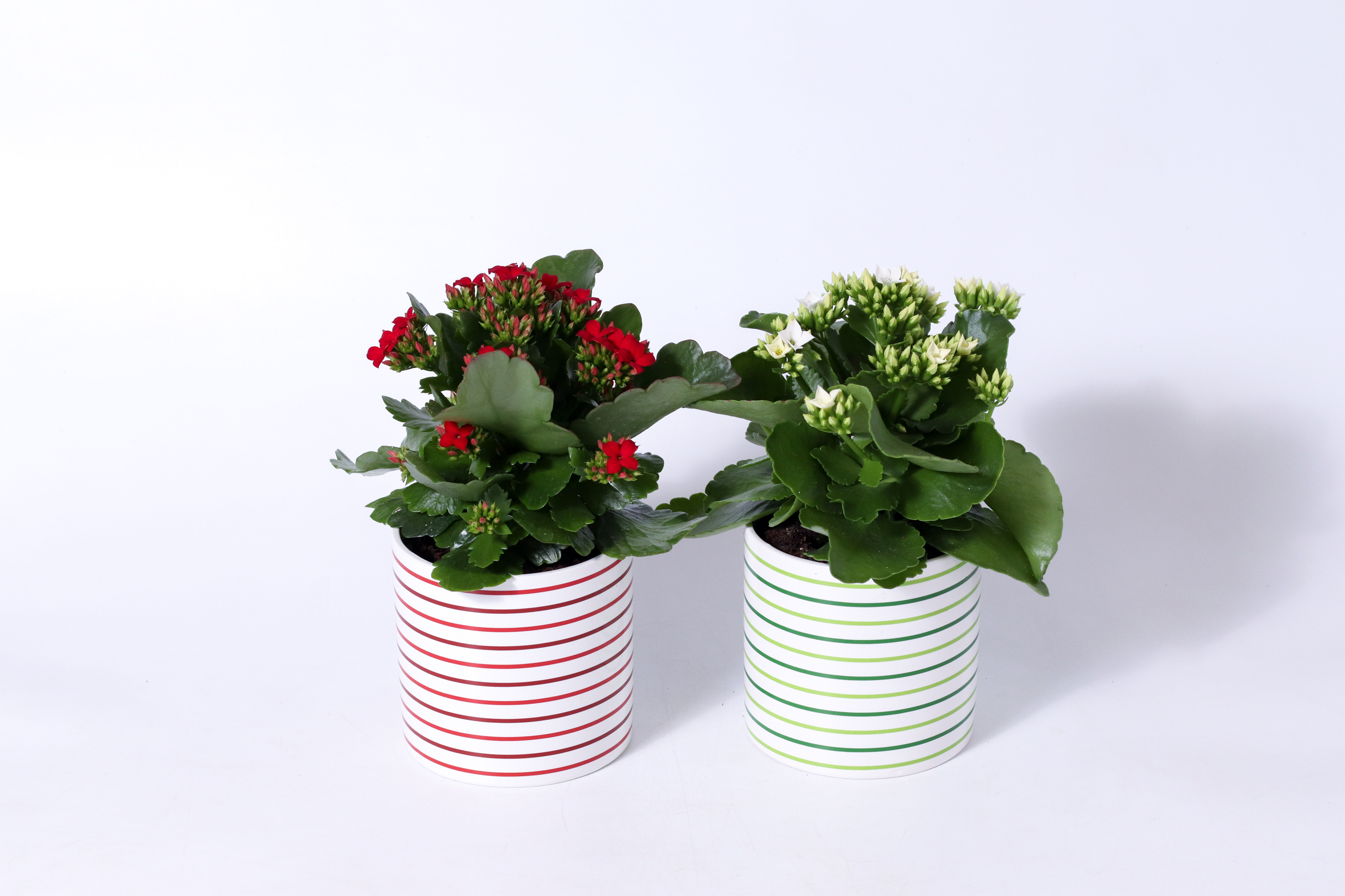 4" Striped Serenity - Kalanchoe