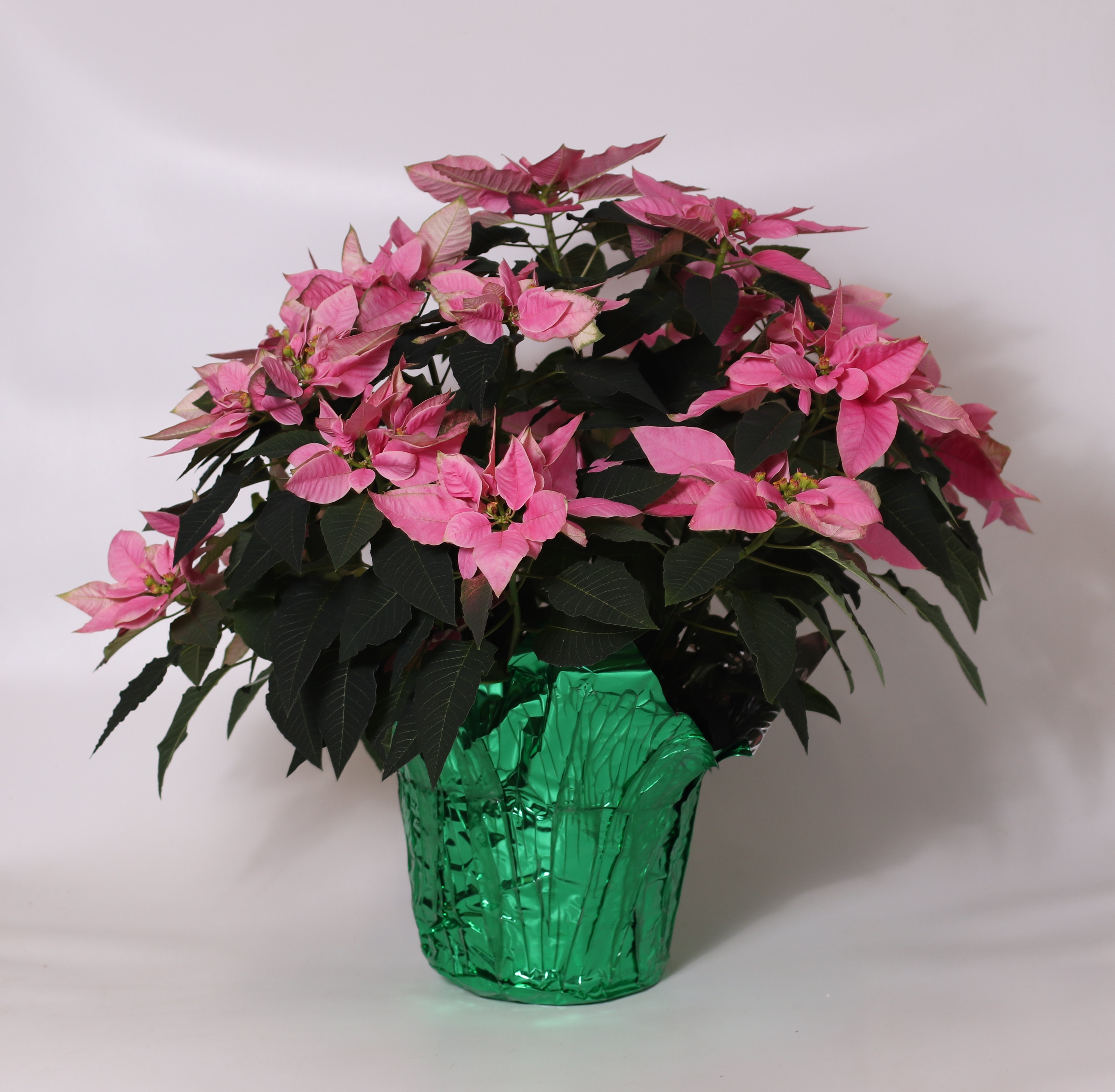 8" Pink Poinsettia