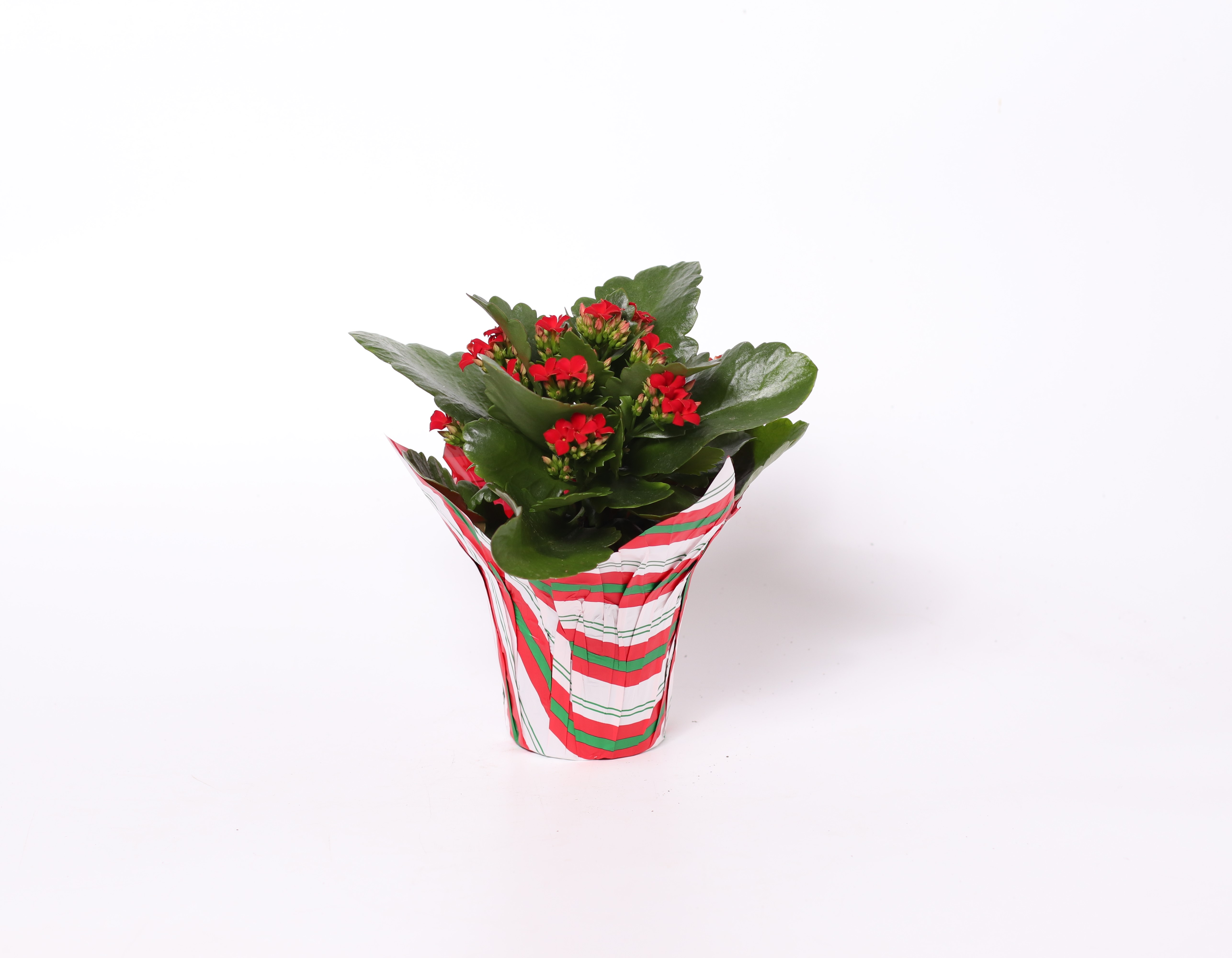 4" Red Kalanchoe - PC