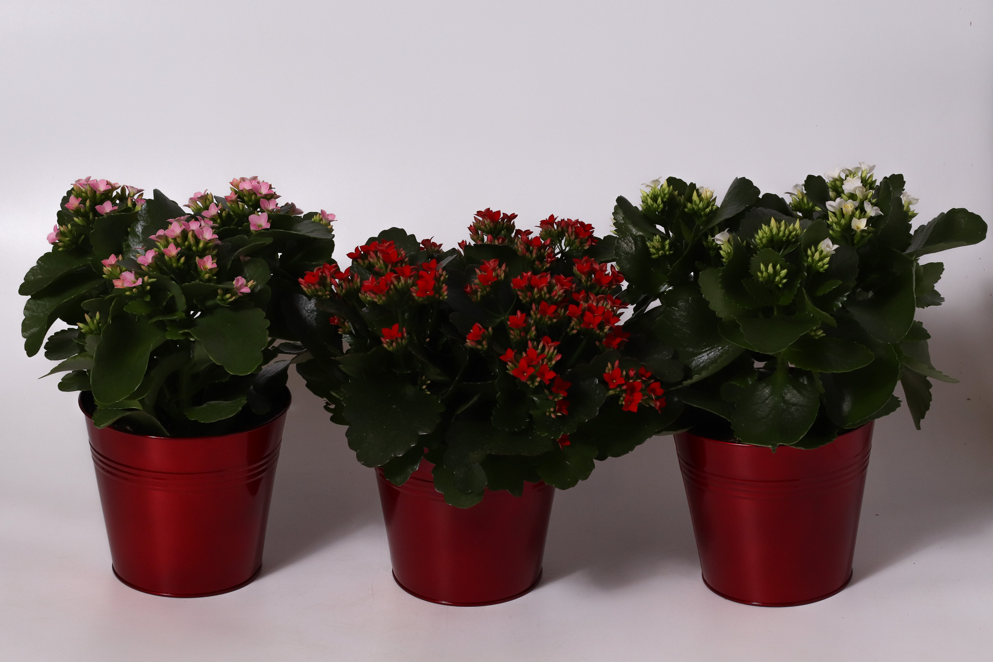 6" Red Tin - Kalanchoe