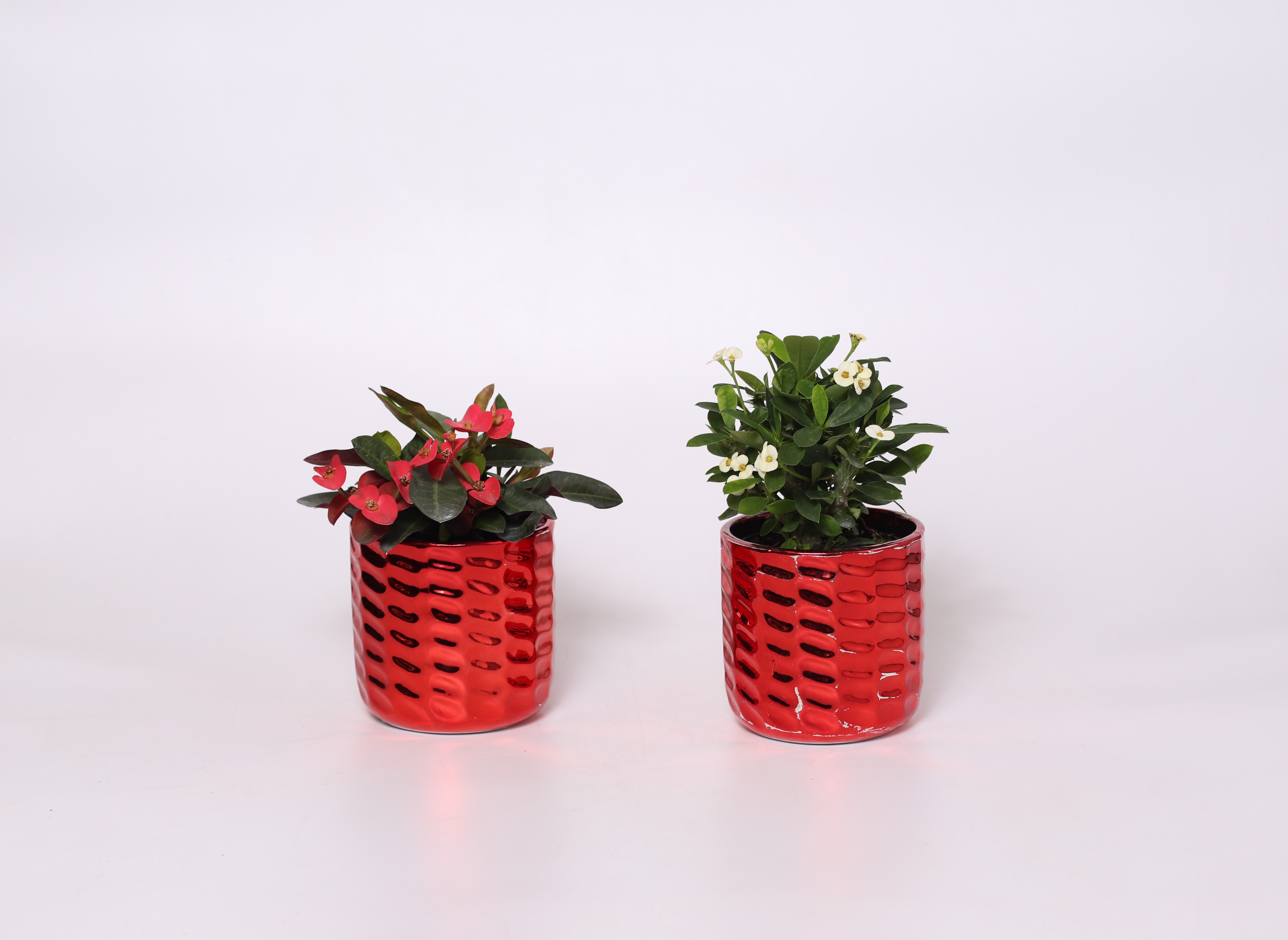 4" Red Festive - Euphorbia