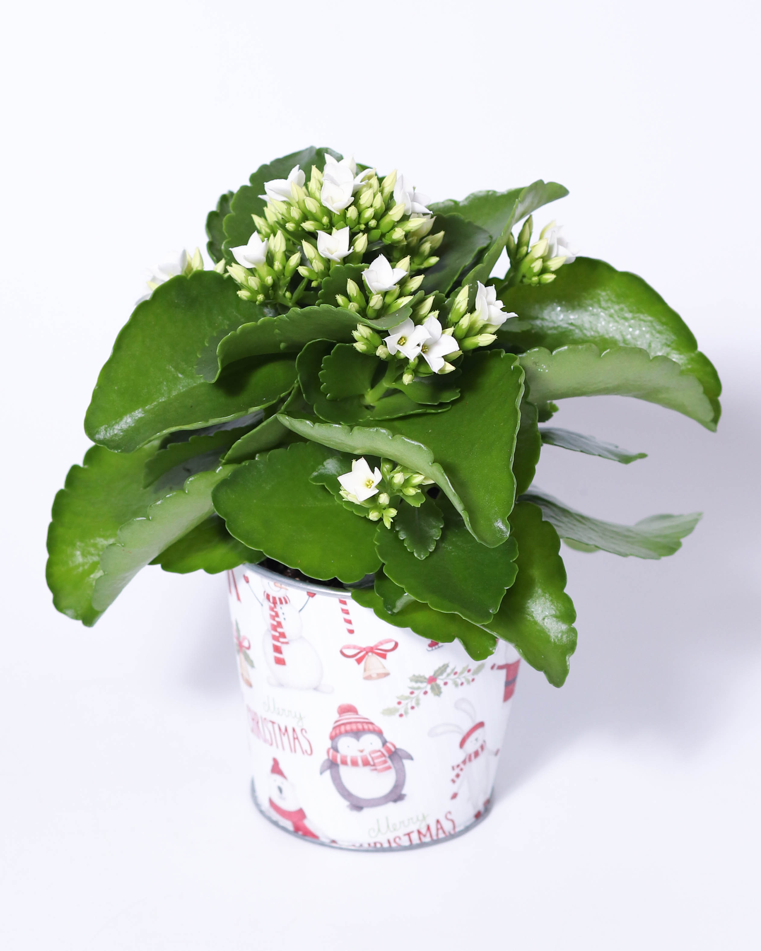 4" Jolly Friends Tin - Kalanchoe