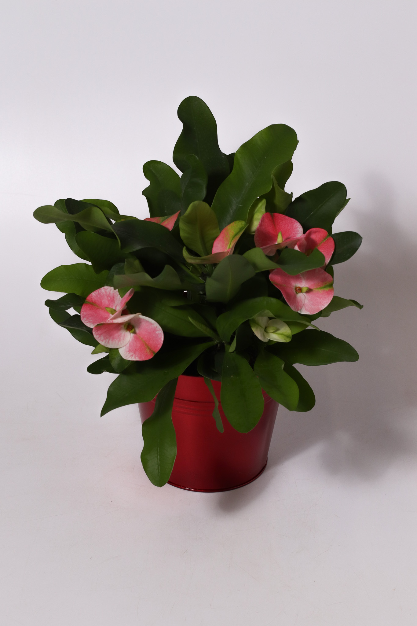 6" Red Tin - Euphorbia