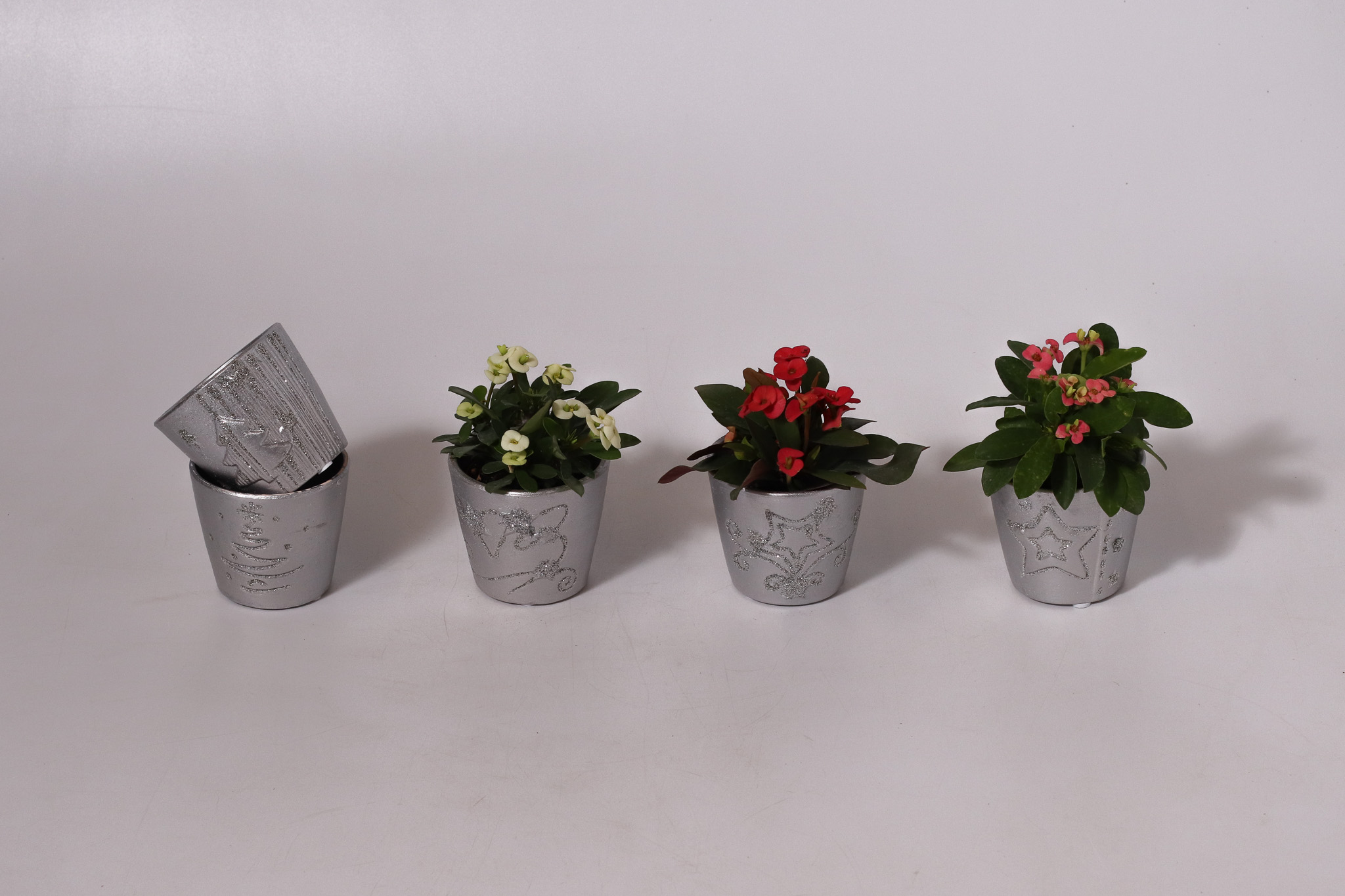 2.5" Silver December - Euphorbia