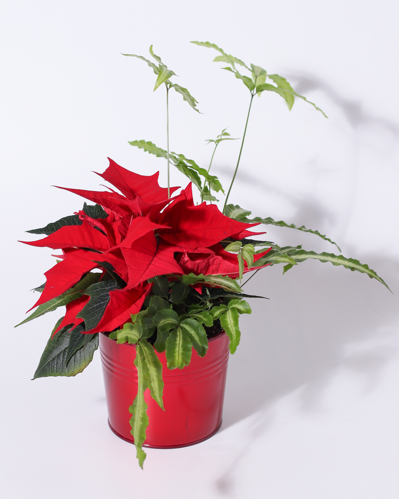 4" Little Red Elf Poinsettia Garden