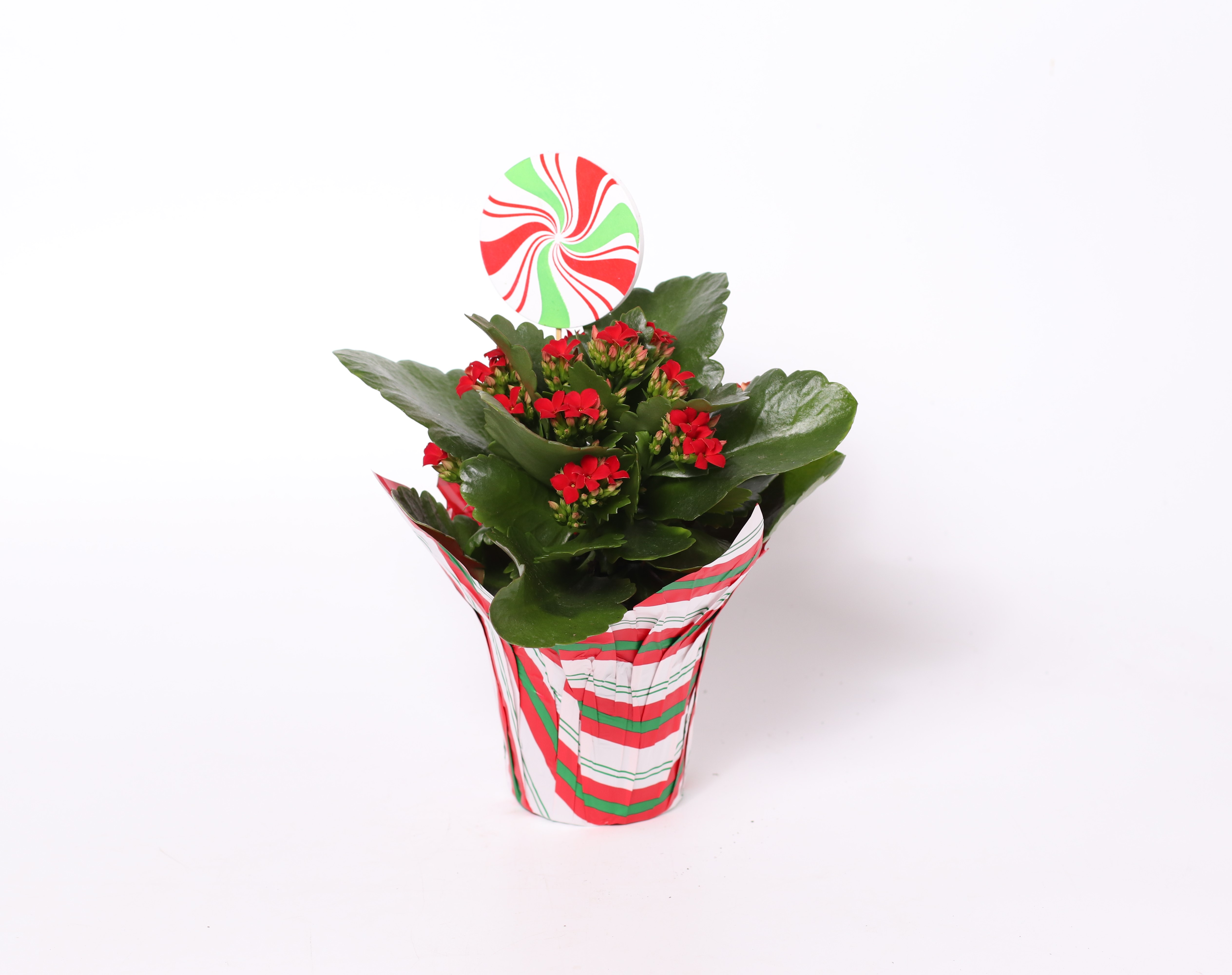 4" Kalanchoe - PC + Pick