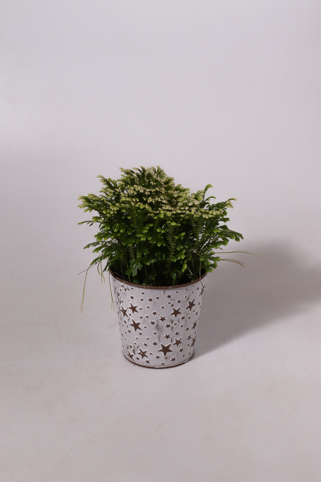 4" Bright Star - Frosty Fern