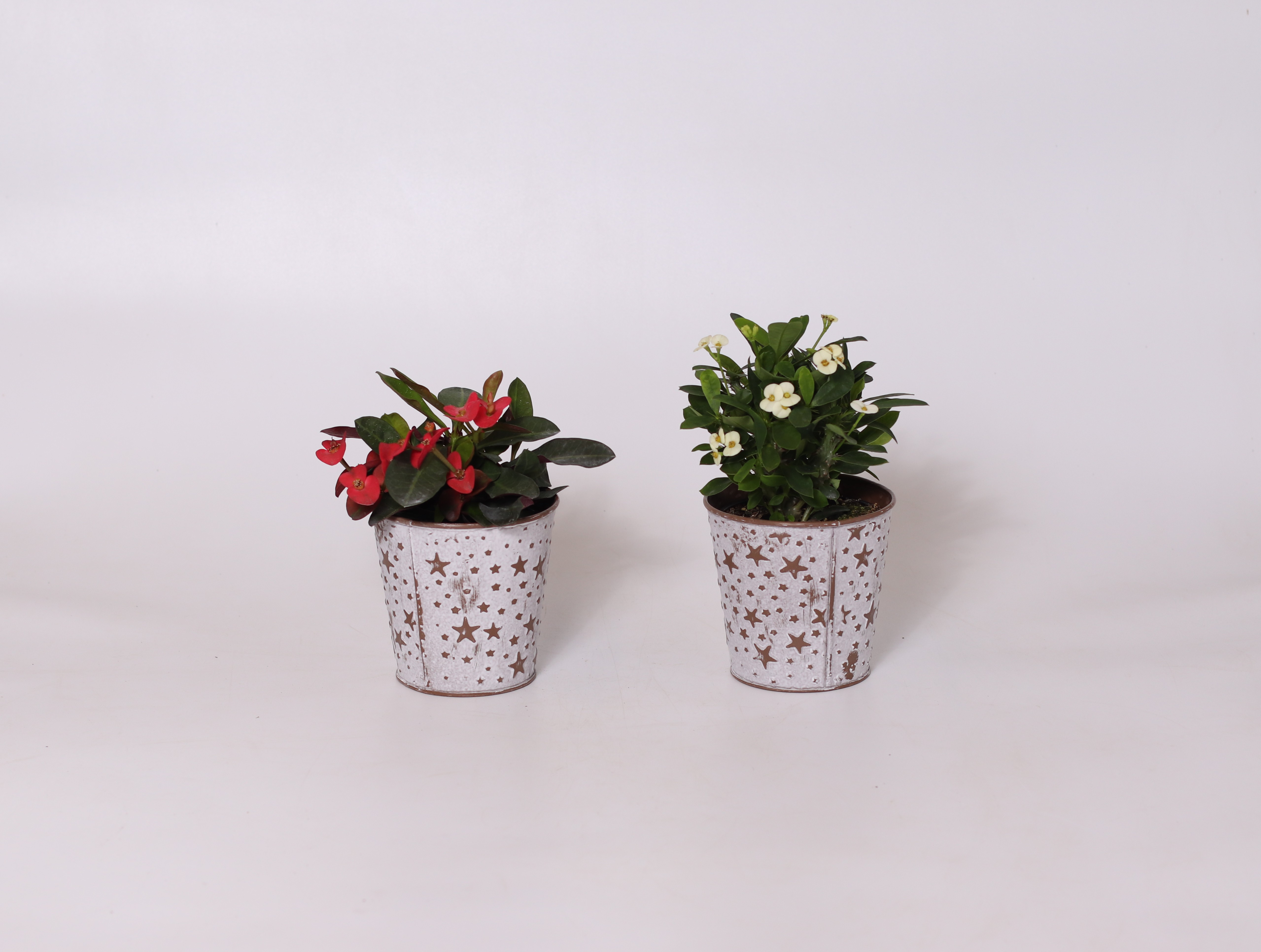 4" Bright Star - Euphorbia